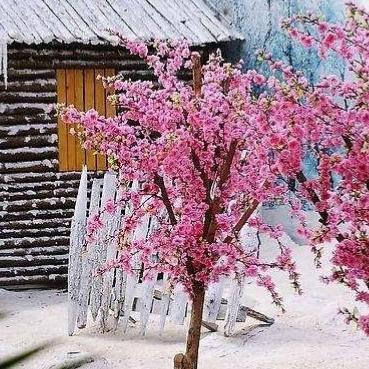 踏雪寻梅