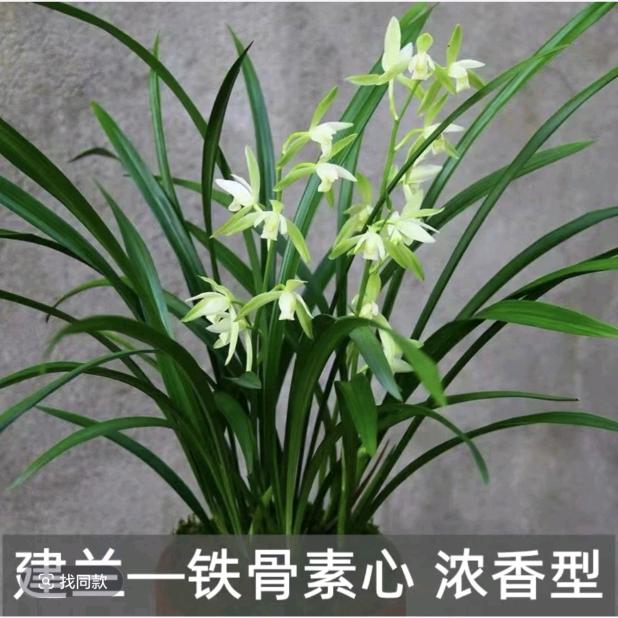 宁远县鱼乐轩商店