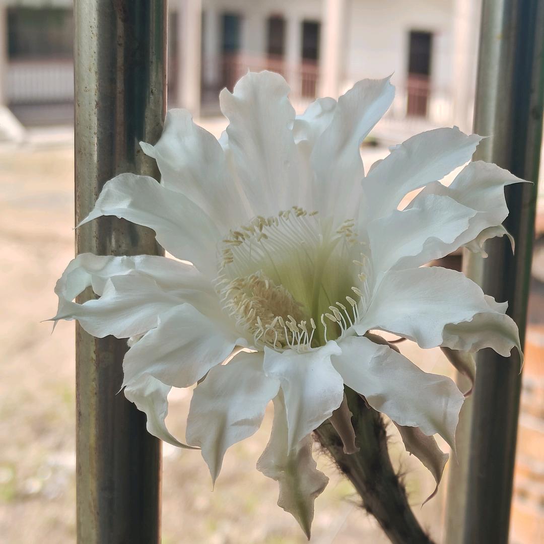 cy香香妈妈