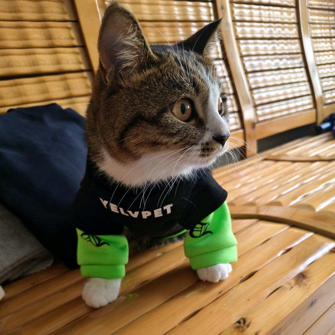 有只猫叫墩墩儿