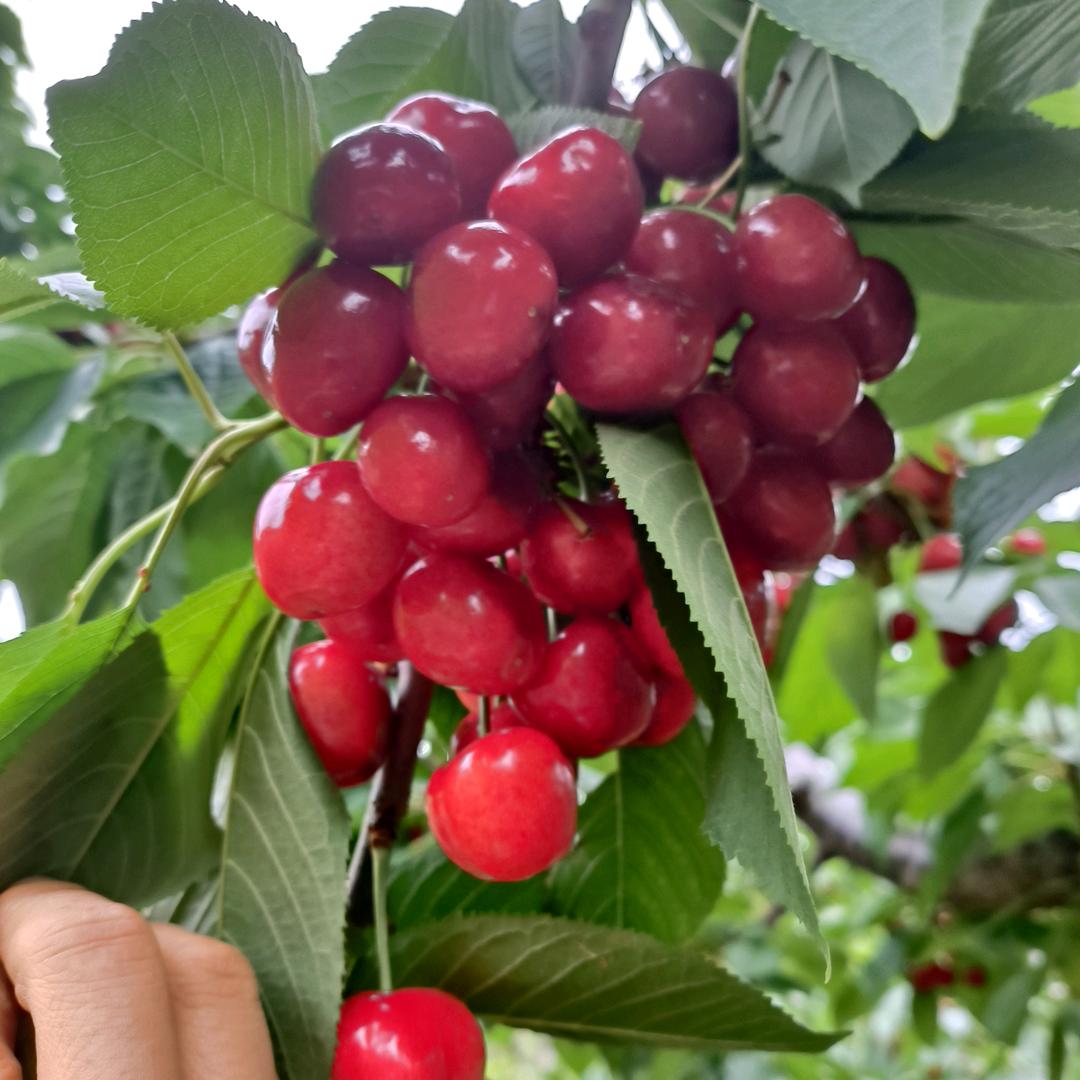 烟台第一果品庄园