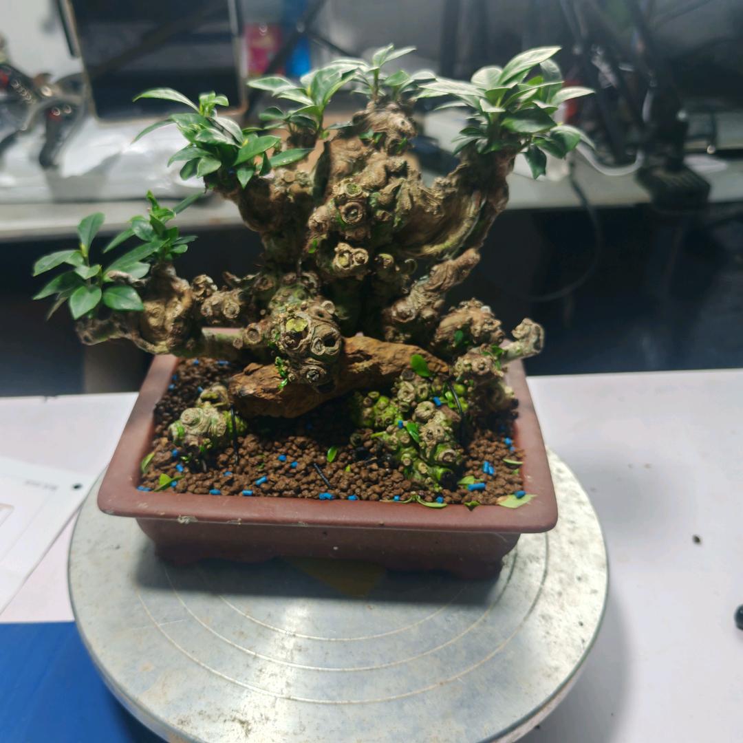 山森有兴
