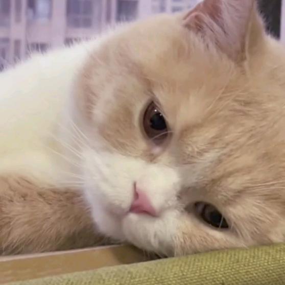 不会拍照的苦茶𒉭