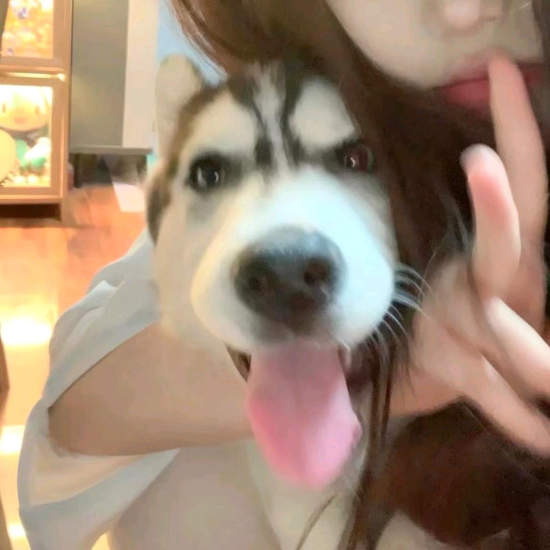 梦歌
