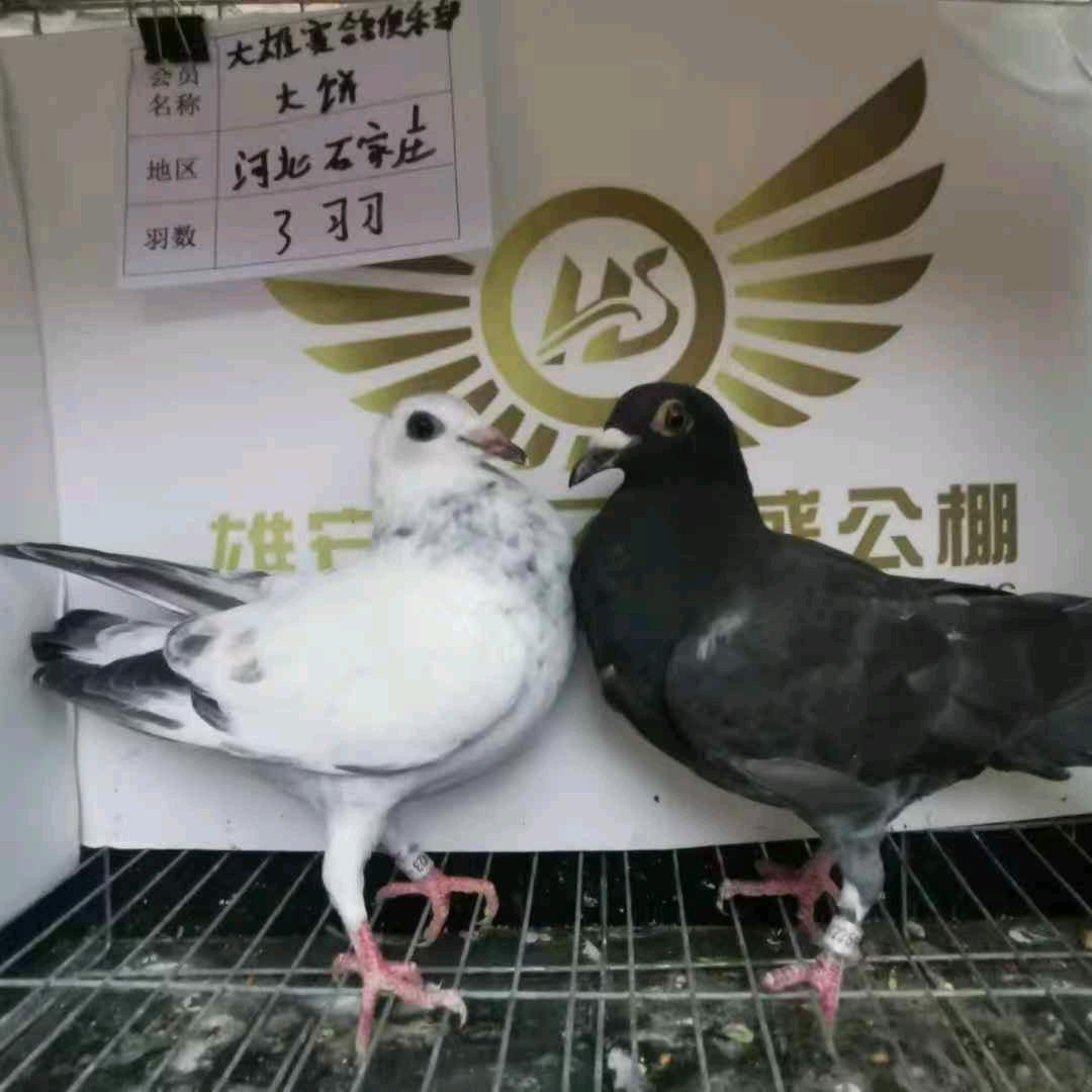 芊羽牵金