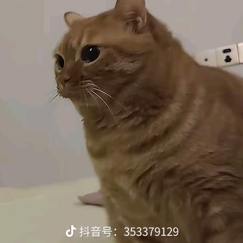 超级无敌大聪明