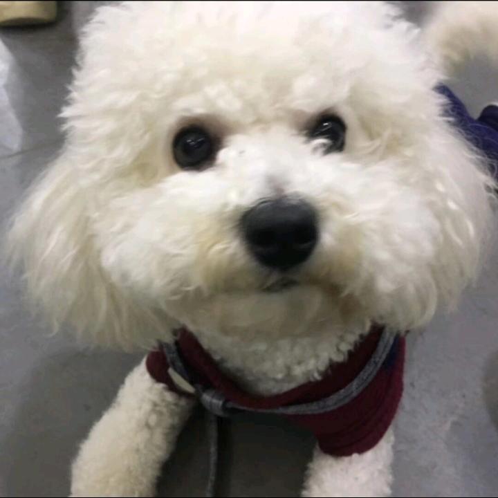 貔貅