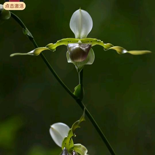 苏苏
