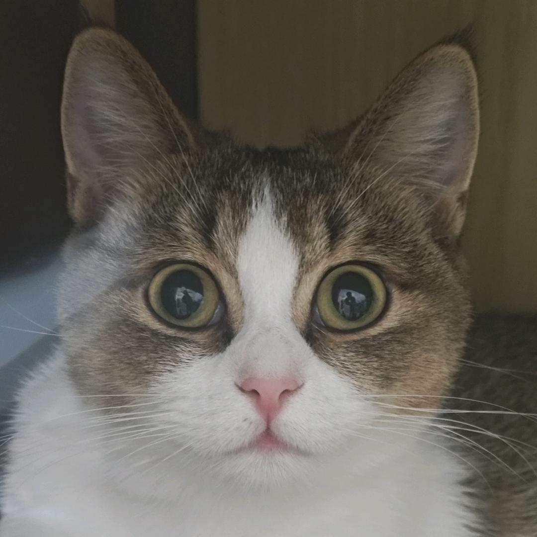 不叫金金