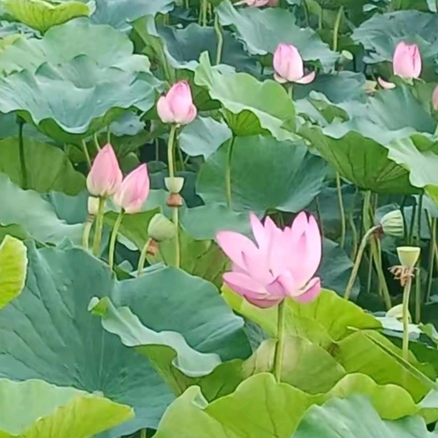 xilixiwai601
