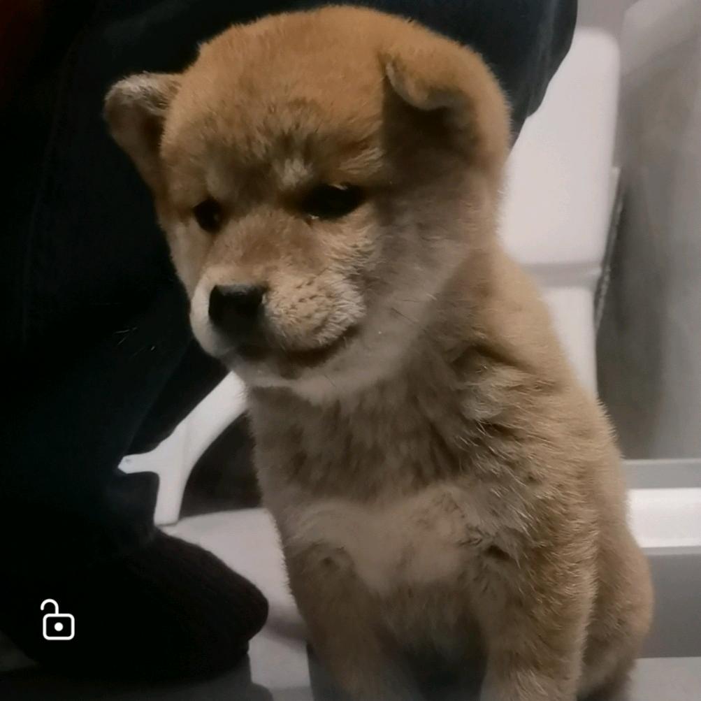 柴犬可乐