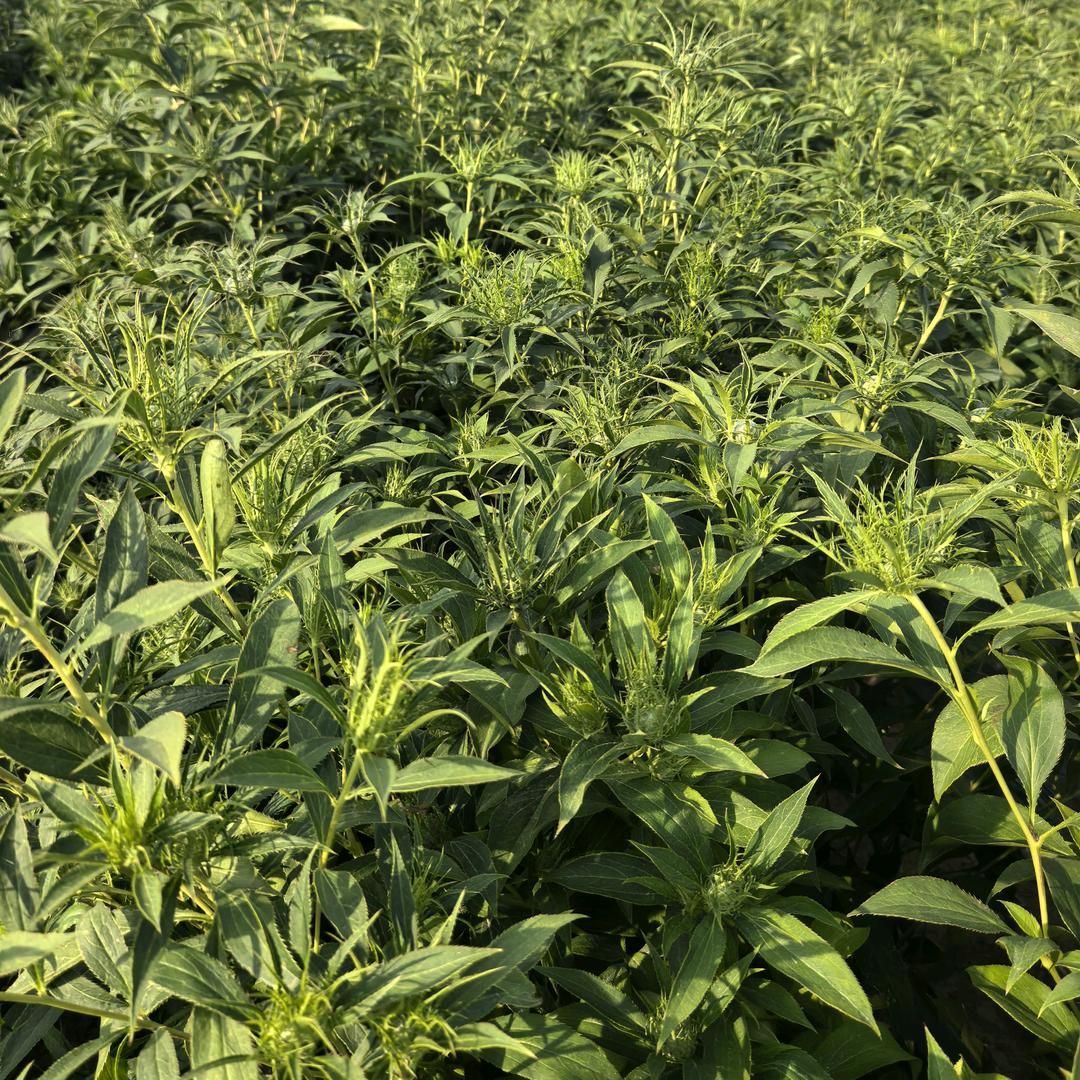 @中药材种植（白术）