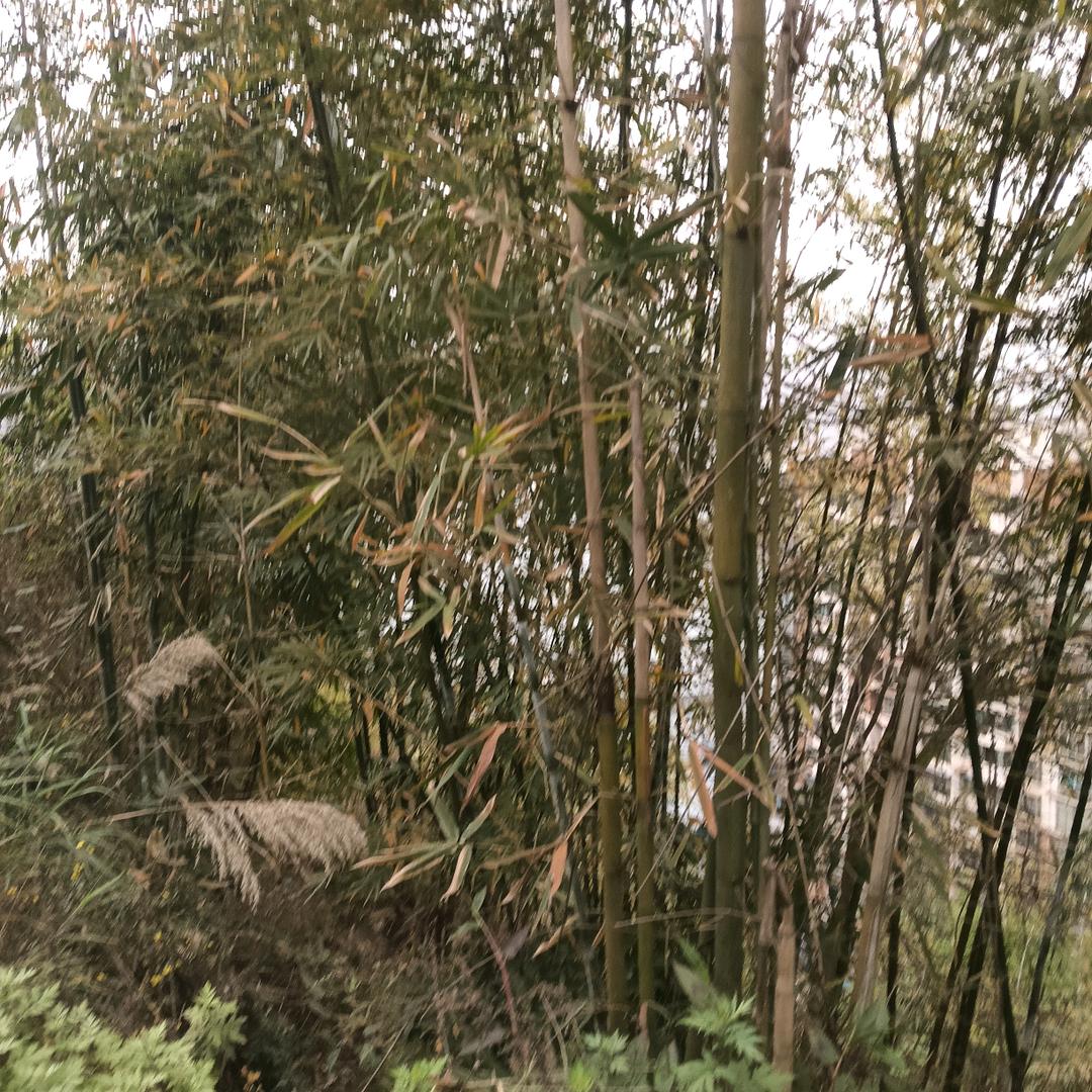 手机用户54932317539