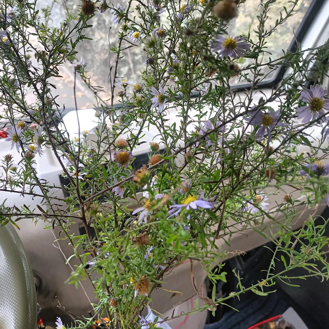 乡野村夫煤矿工