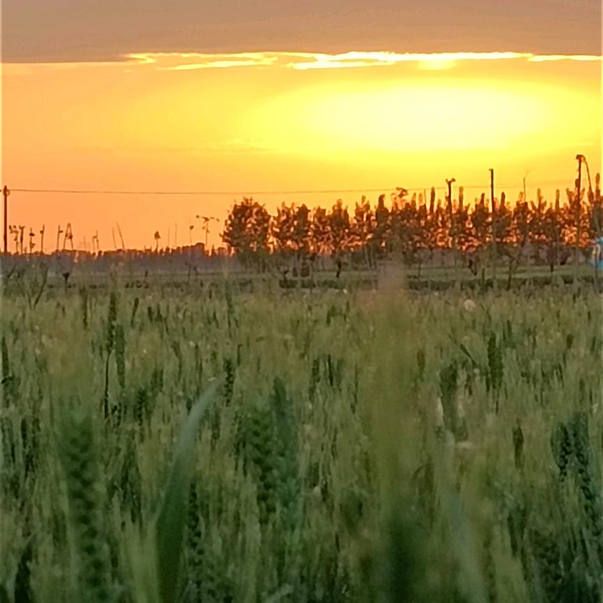 芸豆