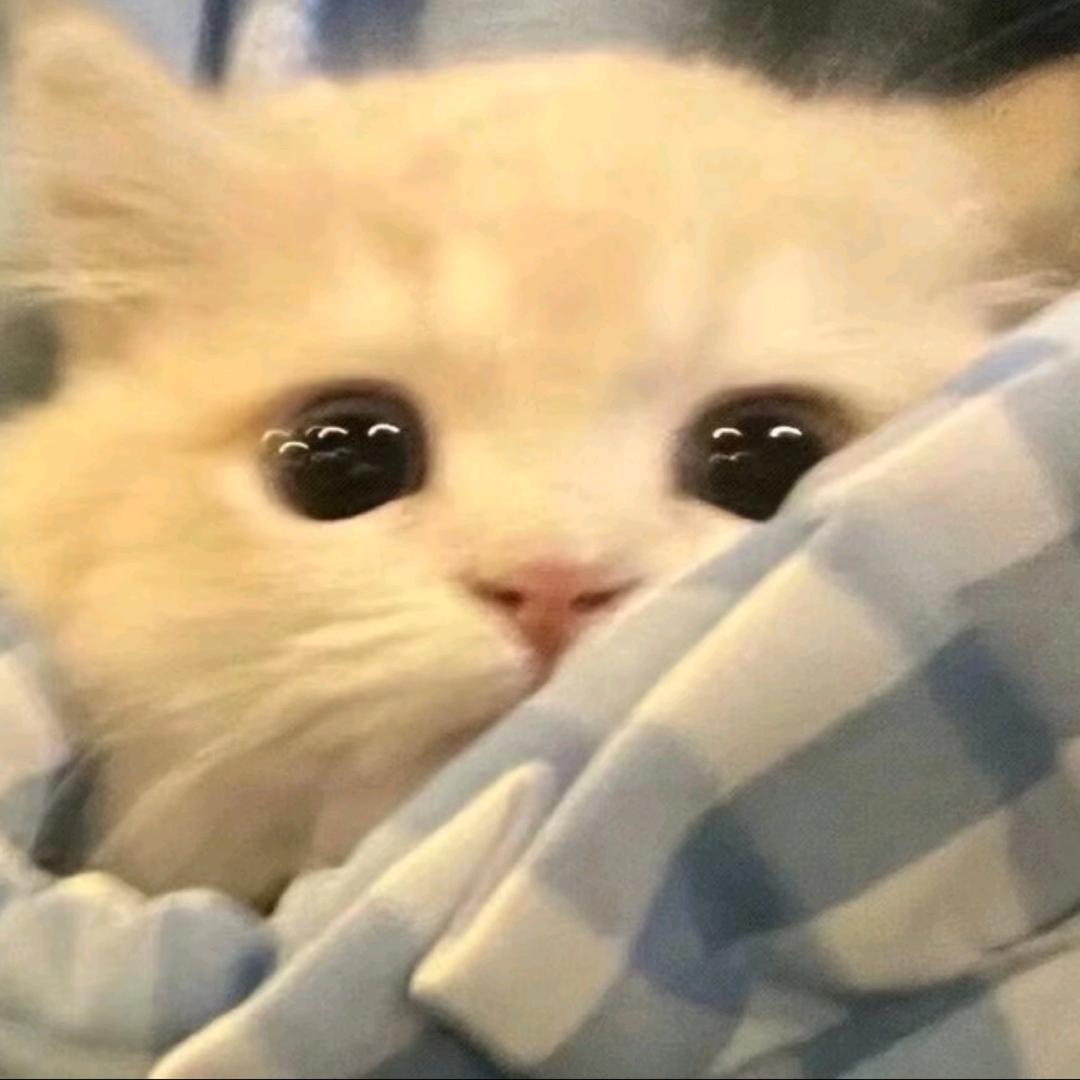 江辞