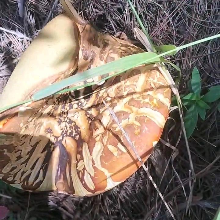 专业挖水井-筑基桩