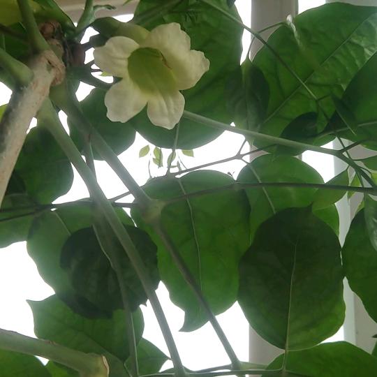 爱的草原
