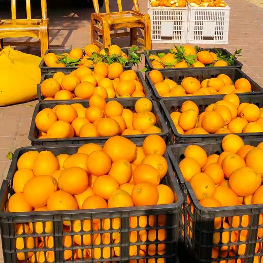 直播是想有人聊聊天，卖橙子才是我的主业