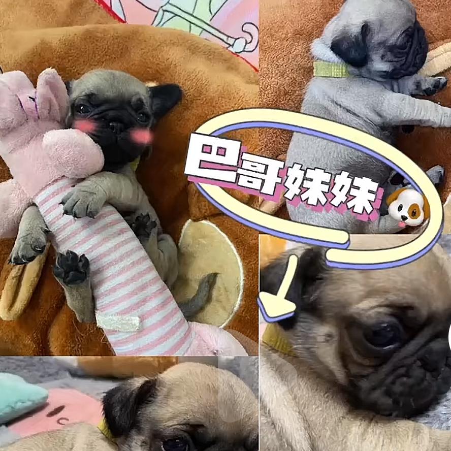 大王叫我来巡山