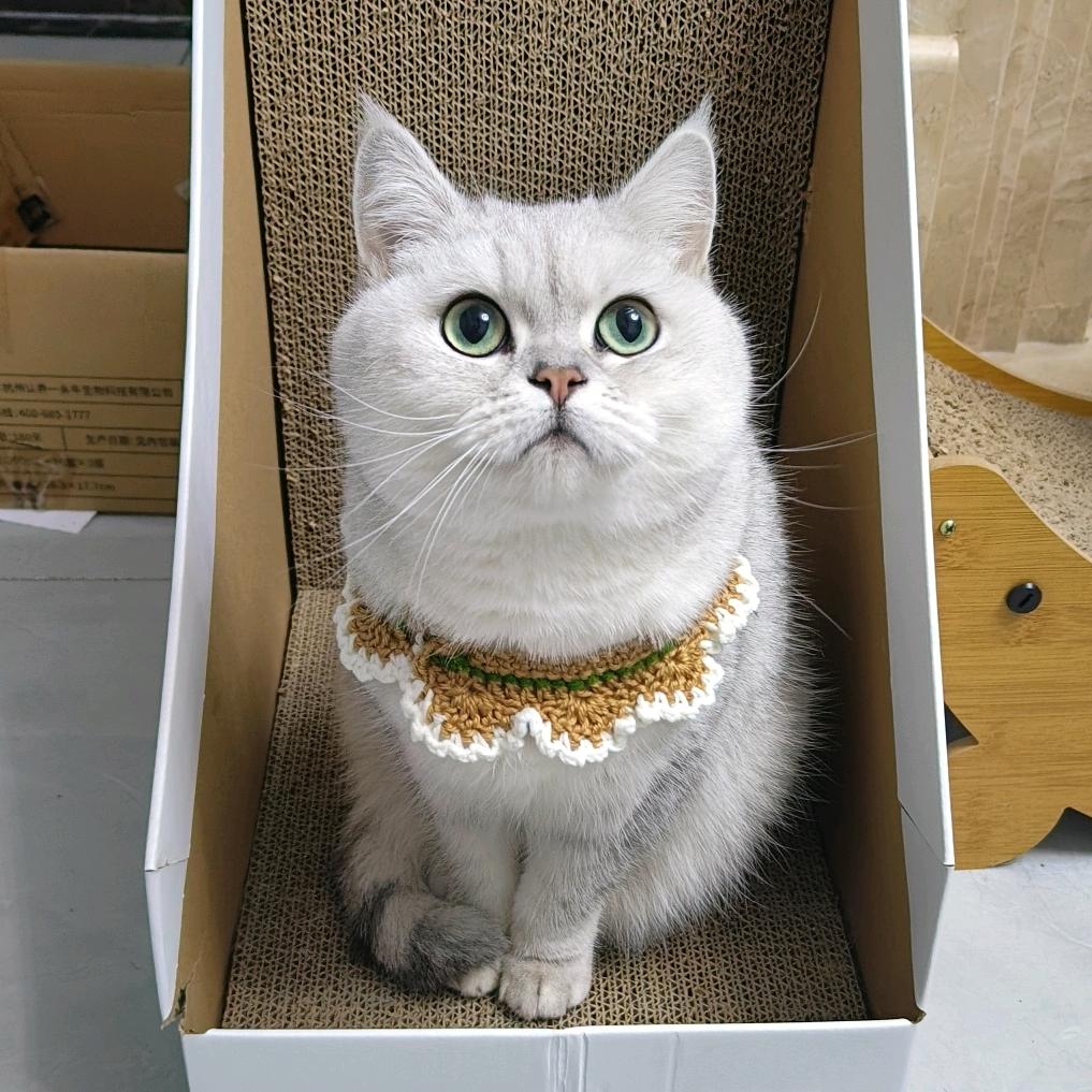 本喵叫花卷