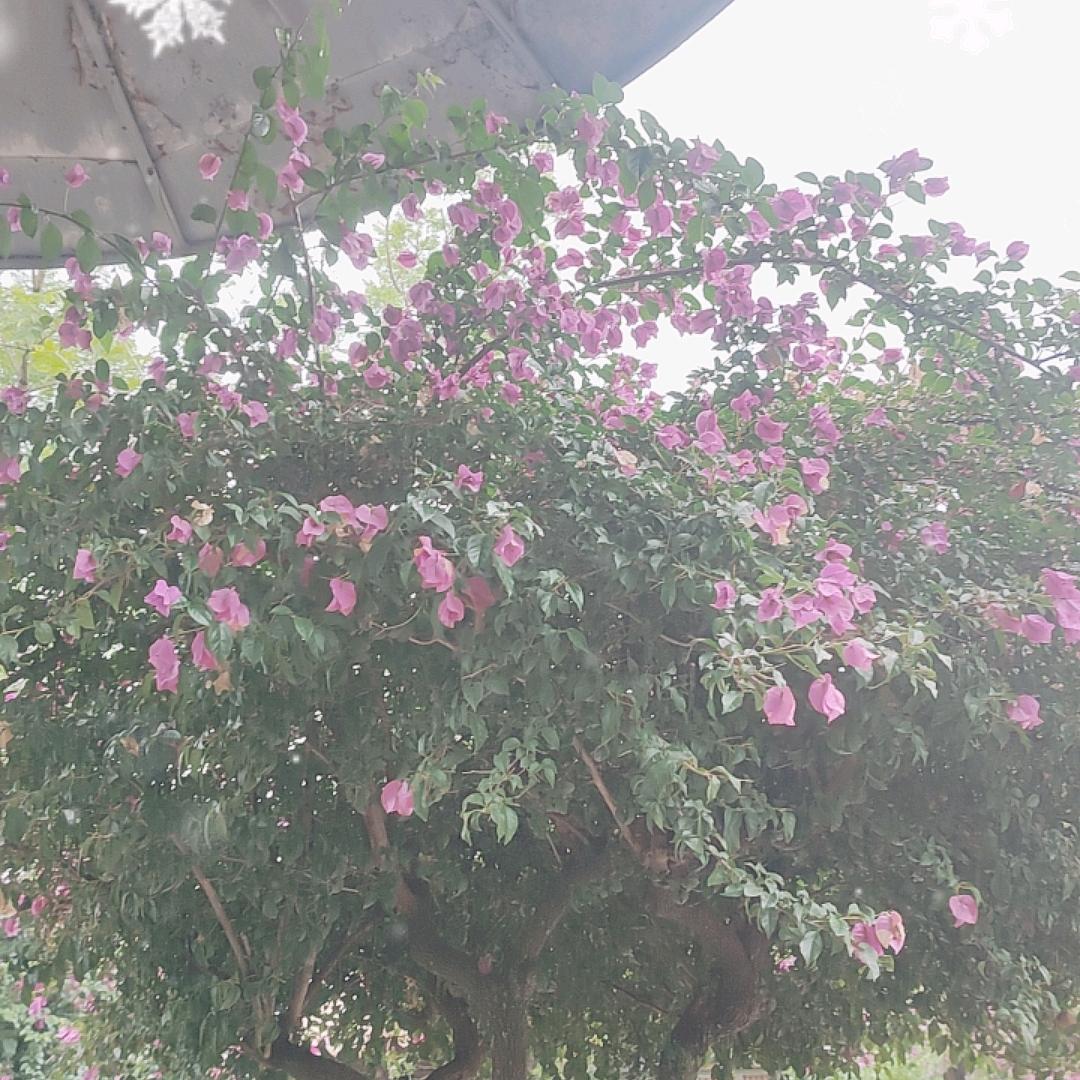 王正芳
