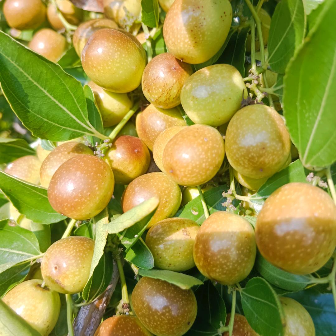 酸枣蜂蜜