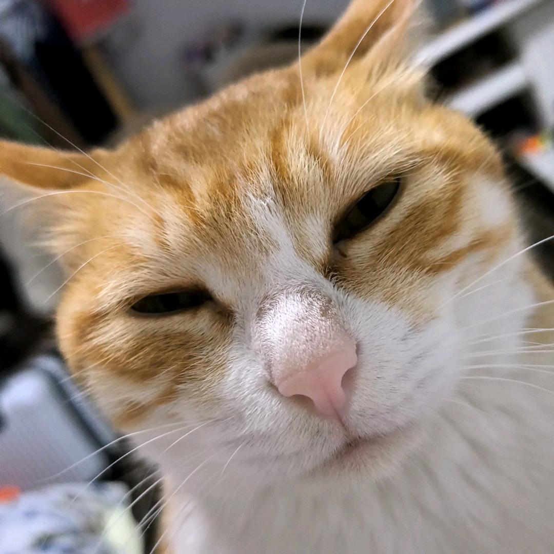 姜姜酱子