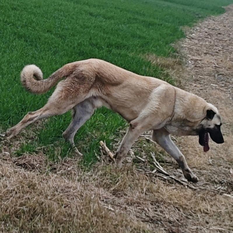 皖北大飞名犬