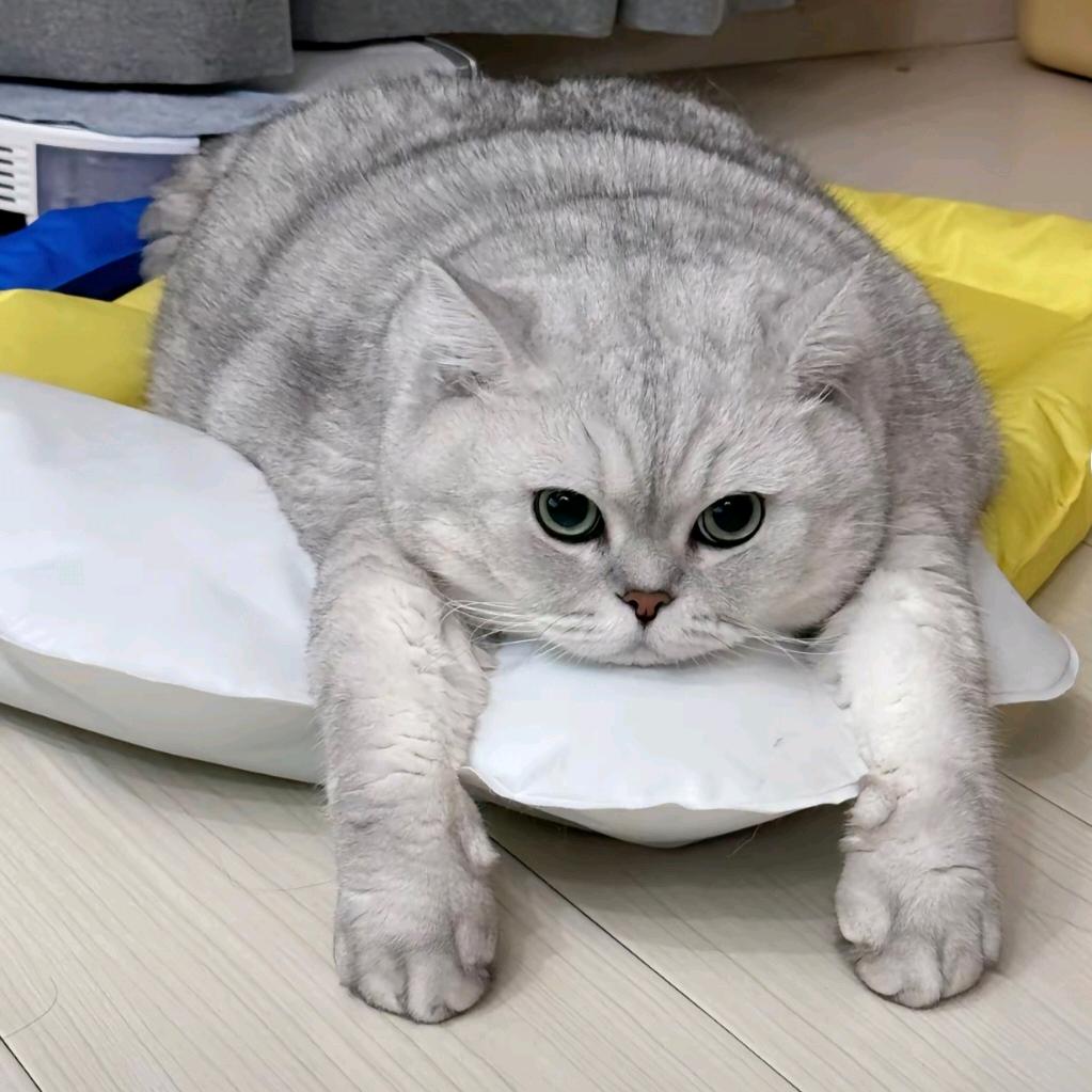 小马过何
