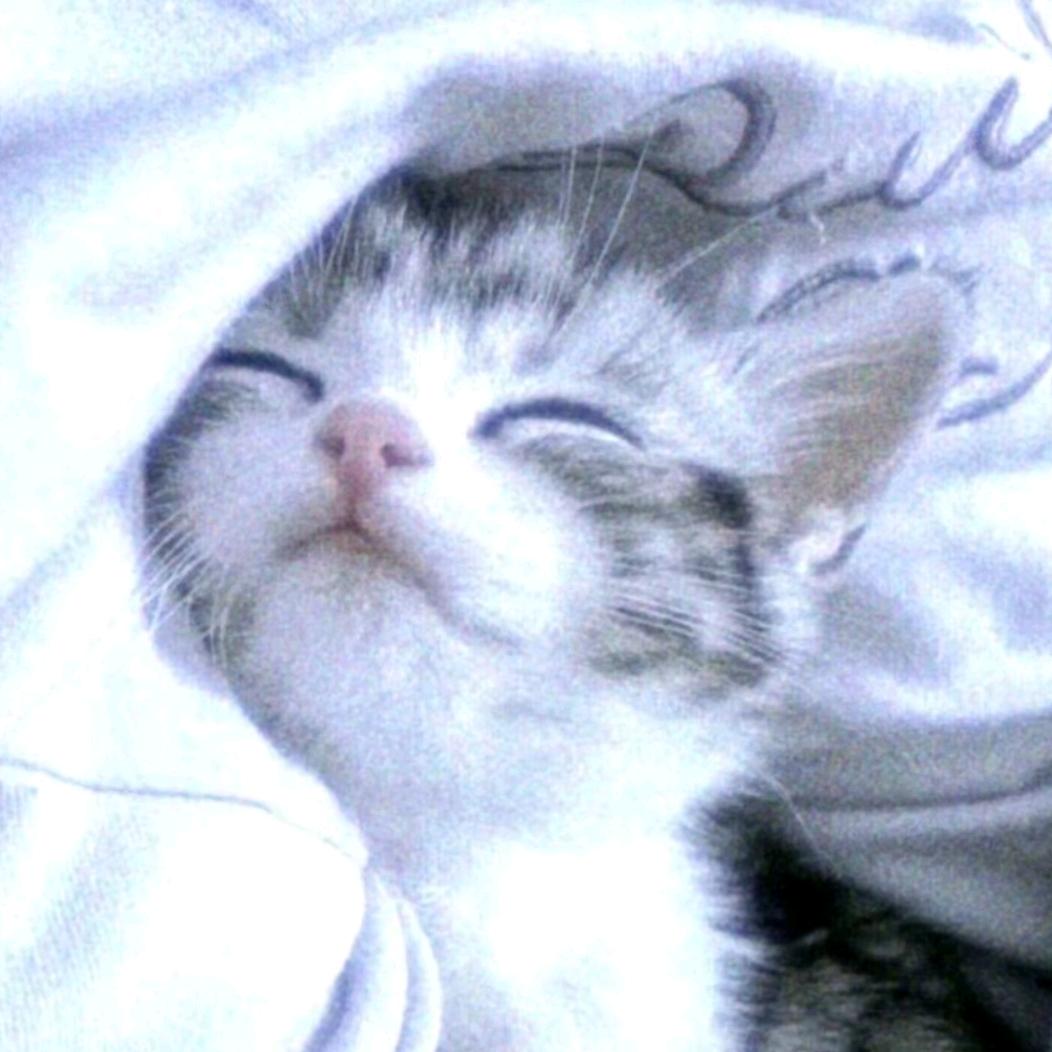布布爱猫猫