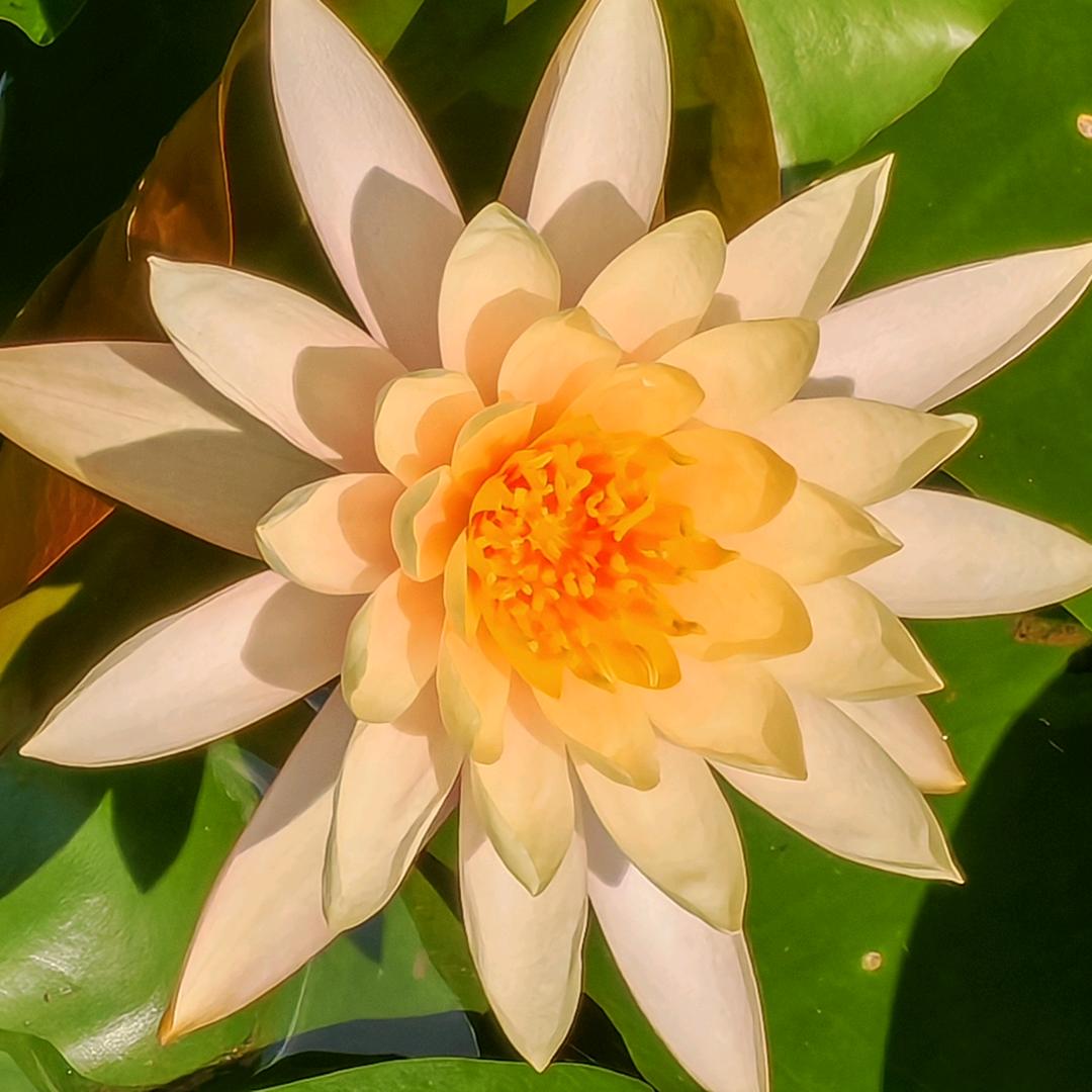 ঞৣ᭄玫瑰້໌ཽ低语ꦿꕥ🌹