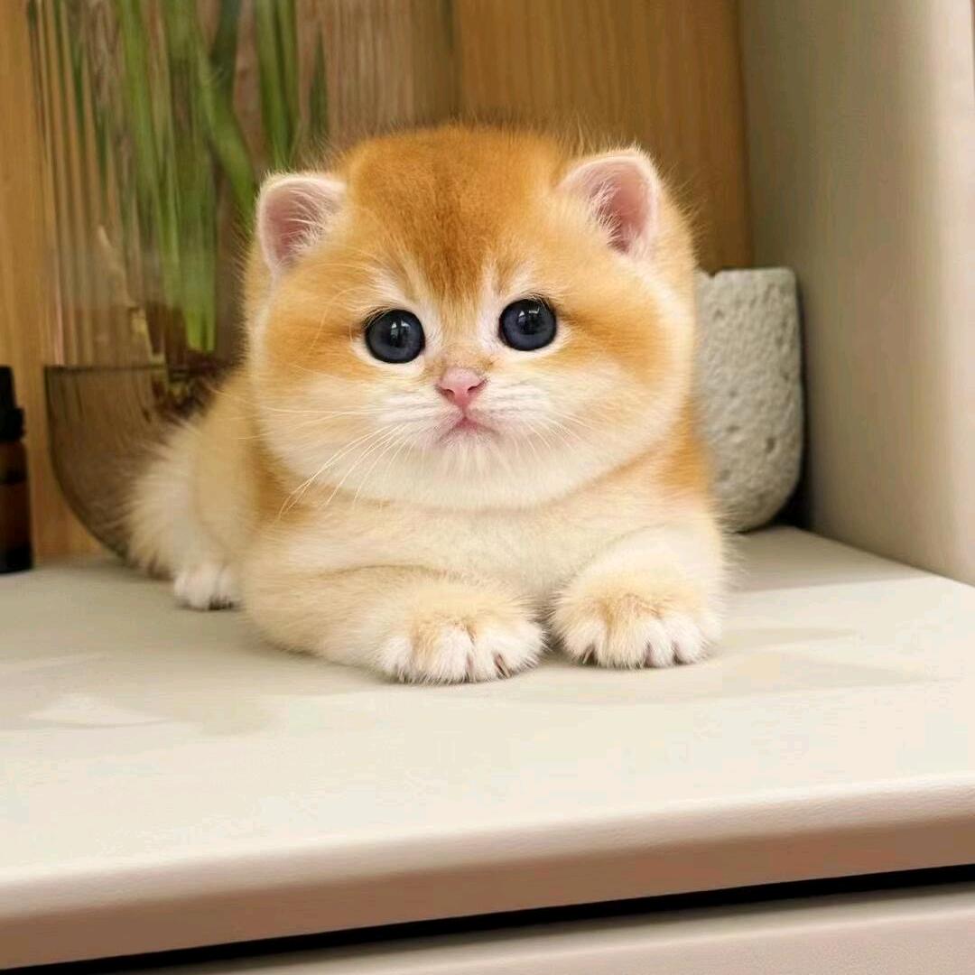 慵懒