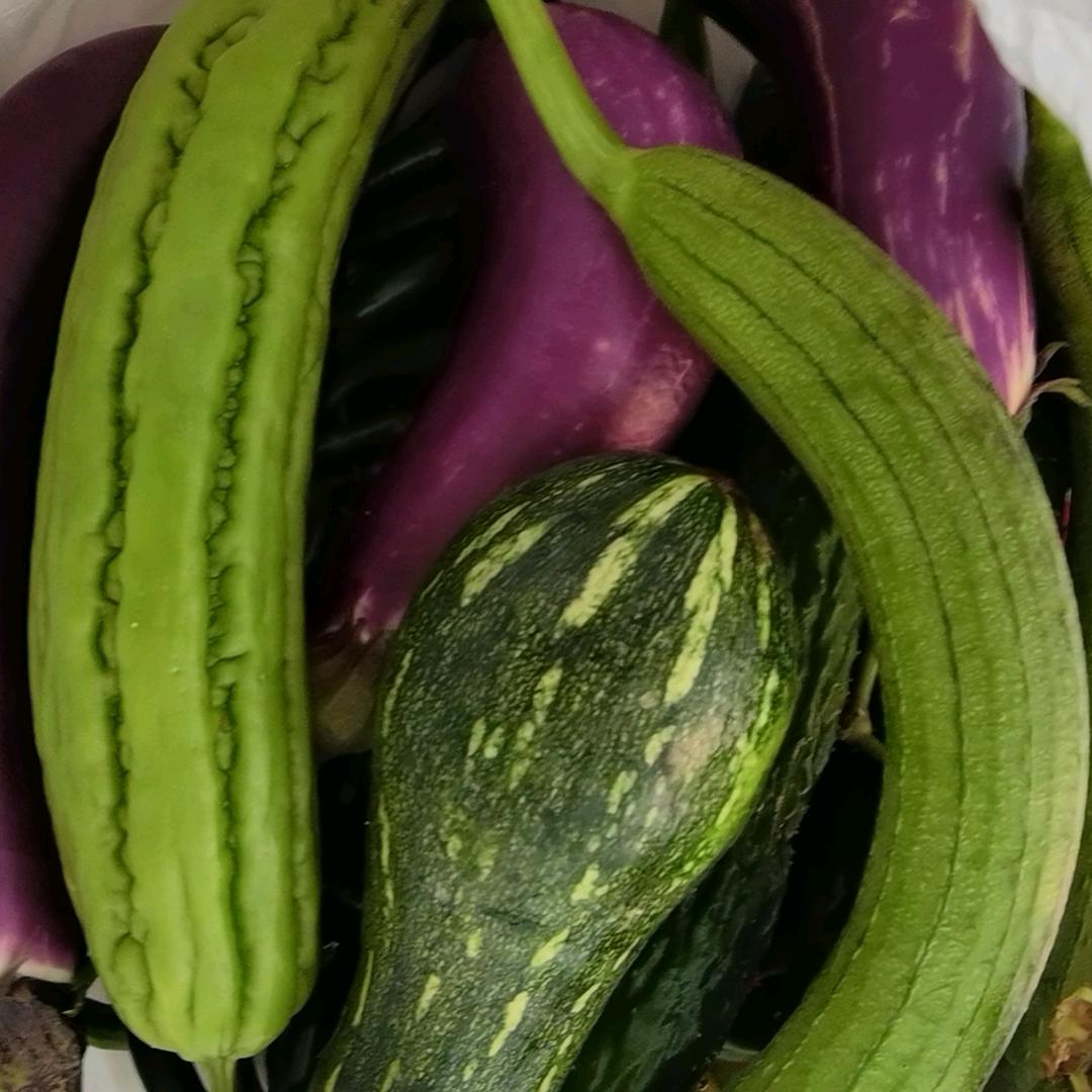 开开心心学种菜