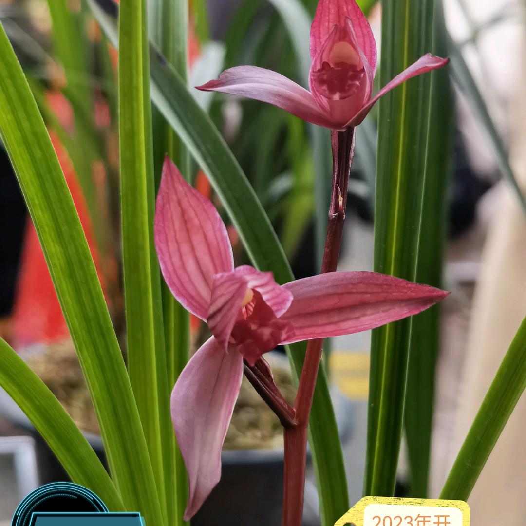 九点《水磨兰花》