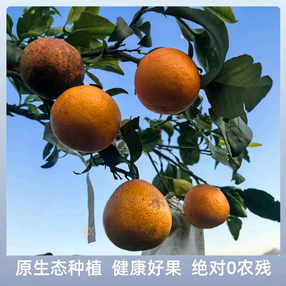 贵州红美人柑橘