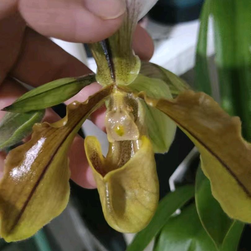 铂瑞悦府1栋【林林养生馆】