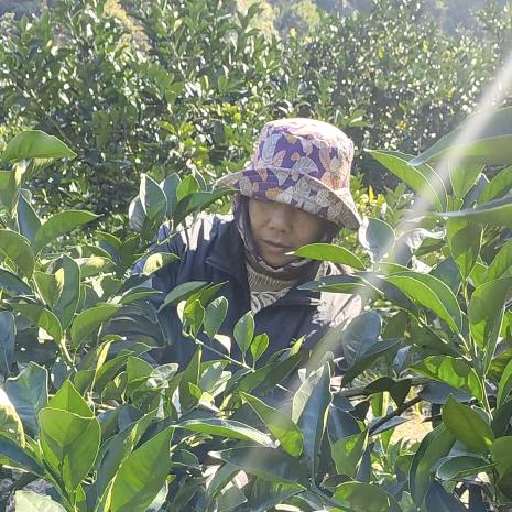 赣南权英家的橙园