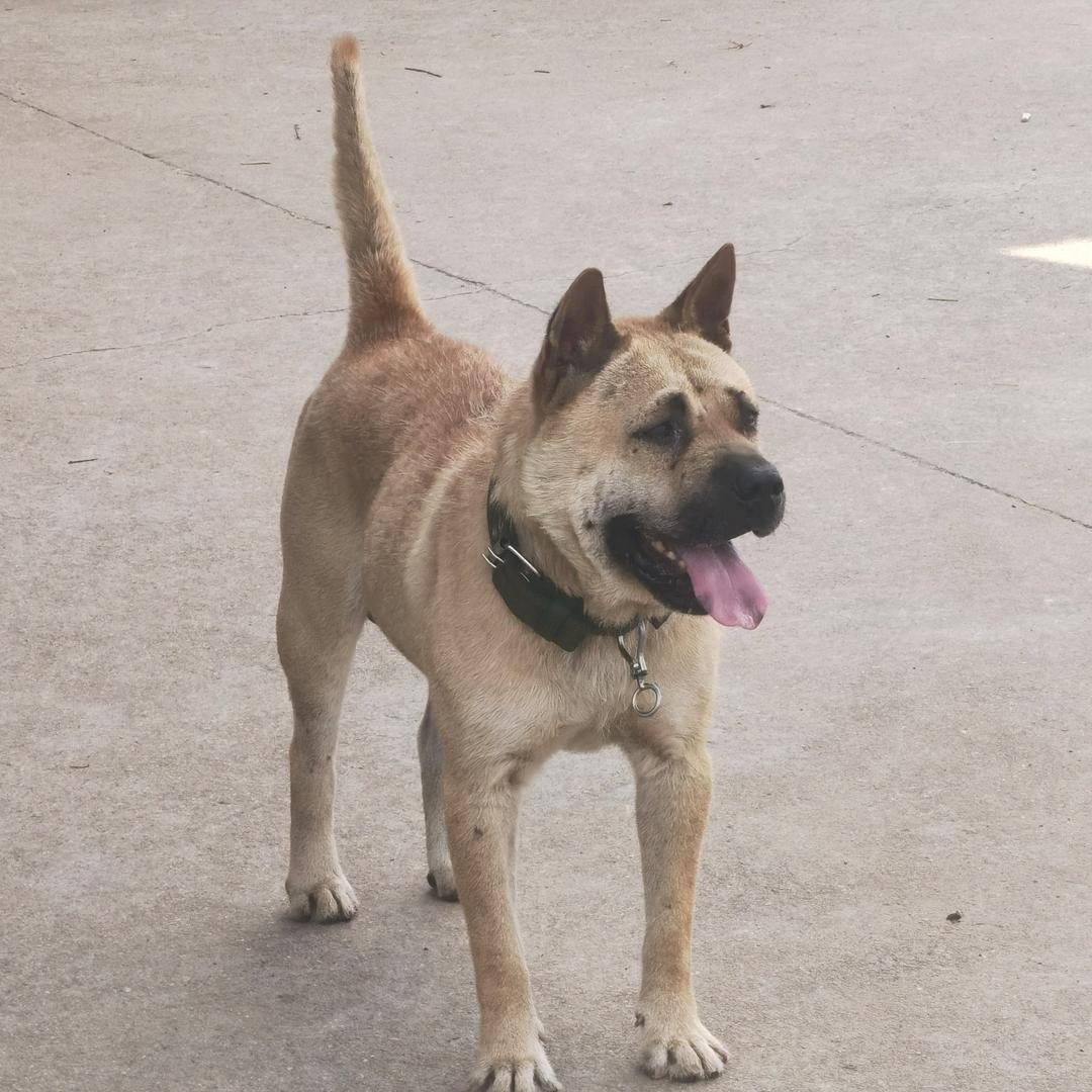 嵊州市五虎犬舍《中华田园犬》