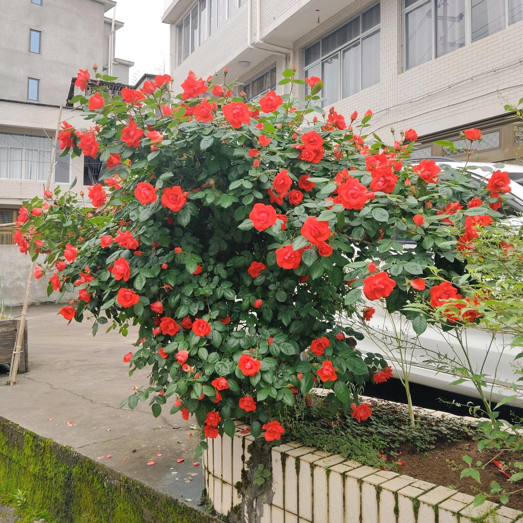 敏敏
