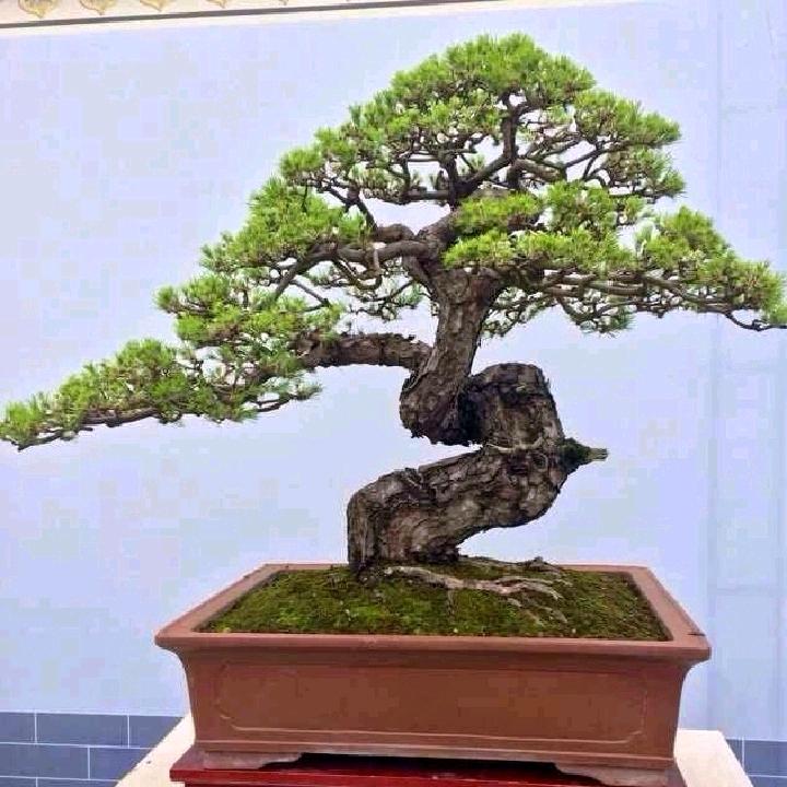 孤独的狼