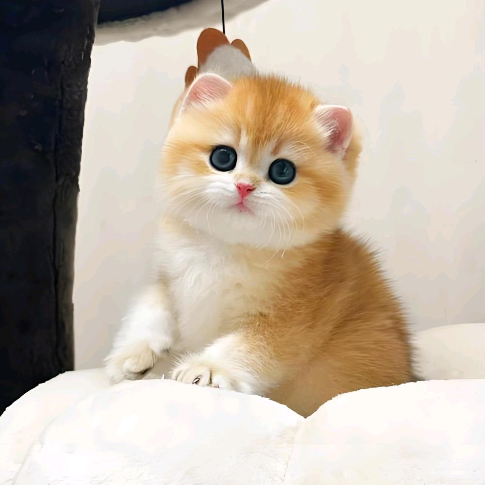 随缘如喜