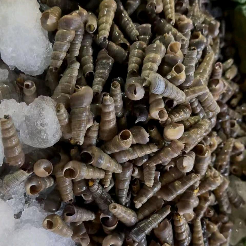 迎海水产实况家