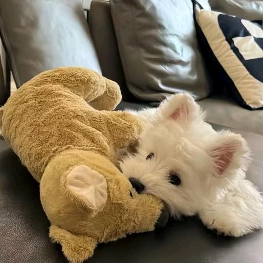 蟹黄拌面有点娴.