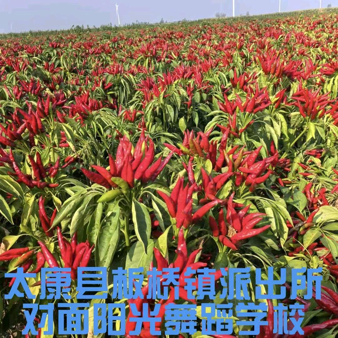 太康县小辣椒2