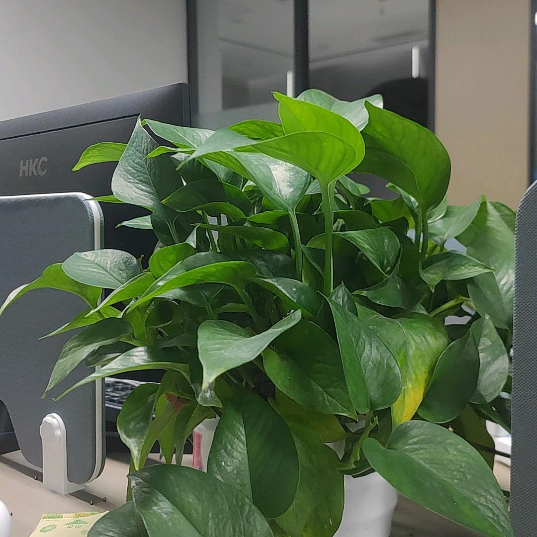 武汉风木传媒王旭