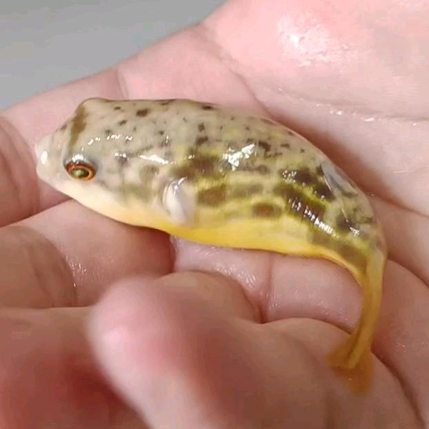 捡破烂养狗头🐡