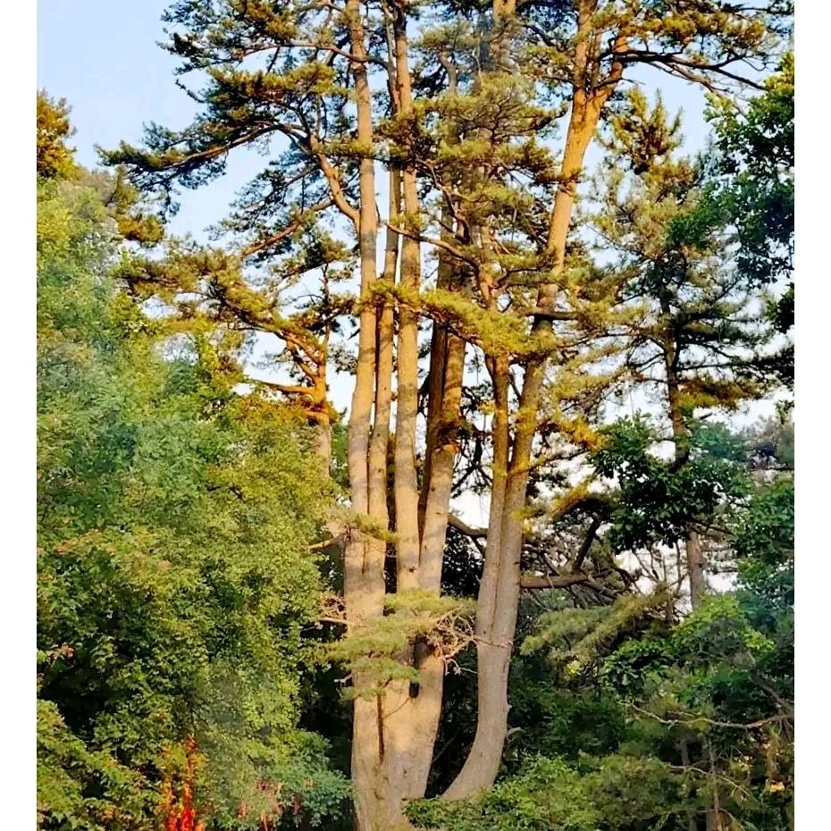 油松之王是我的家乡