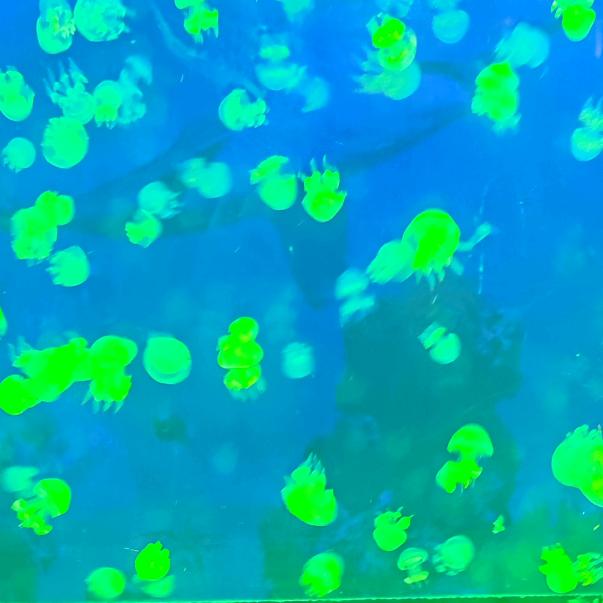 莱阳樱花智能锁店