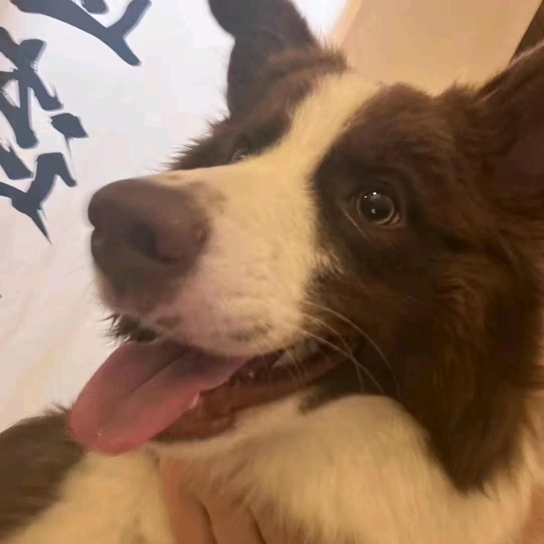 龙龙